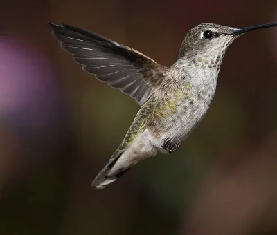 Das Bild vom Krafttier Kolibri