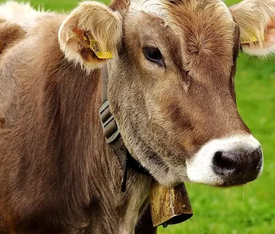 Das Bild vom Krafttier Kuh