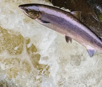 Das Bild vom Krafttier Lachs