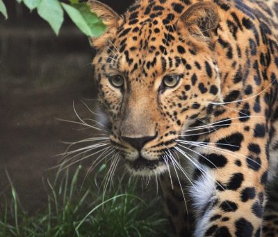 Das Bild vom Krafttier Leopard