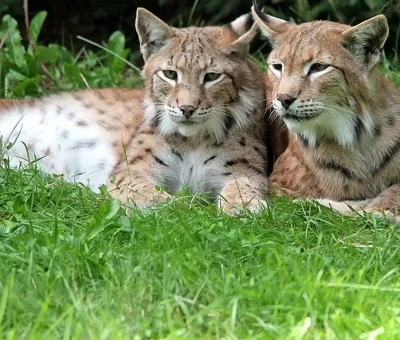 Das Bild vom Krafttier Luchs