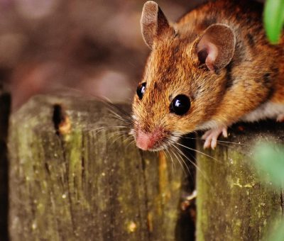 Das Bild vom Krafttier Maus