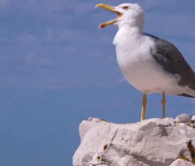 Das Bild vom Krafttier Möwe