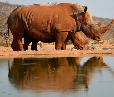 Das Bild vom Krafttier Nashorn