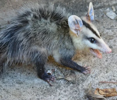 Das Bild vom Krafttier Opossum