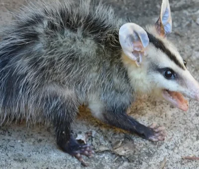 Das Bild vom Krafttier Opossum