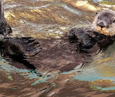 Das Bild vom Krafttier Otter