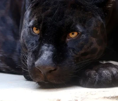 Das Bild vom Krafttier Panther