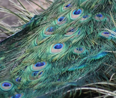 Pfau
