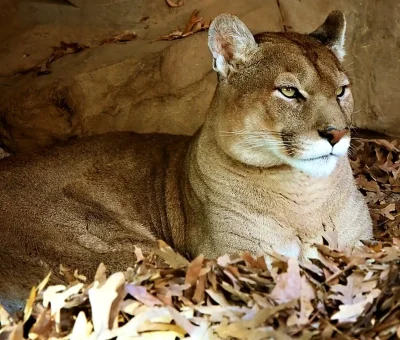 Das Bild vom Krafttier Puma