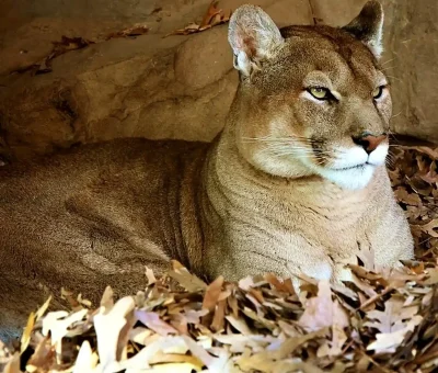 Das Bild vom Krafttier Puma