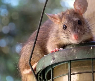 Das Bild vom Krafttier Ratte