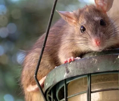 Das Bild vom Krafttier Ratte