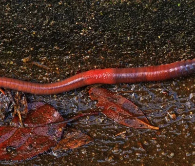 Das Bild vom Krafttier Regenwurm