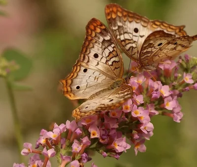 Das Bild vom Krafttier Schmetterling