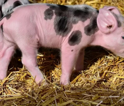 Das Bild vom Krafttier Schwein