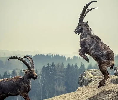 Steinbock_N