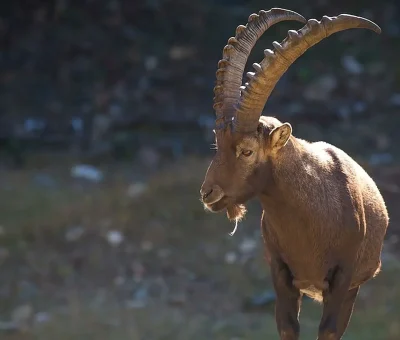 Das Bild vom Krafttier Steinbock