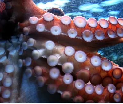 Das Bild vom Krafttier Oktopus/Tintenfisch