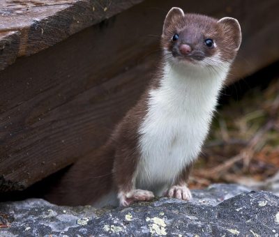 Wiesel