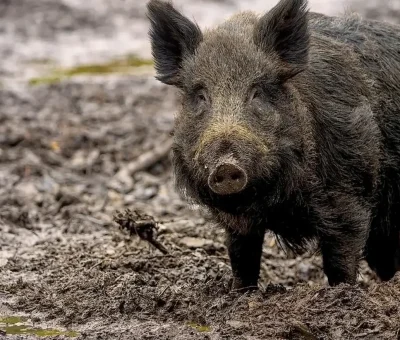 Das Bild vom Krafttier Wildschwein
