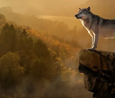 Das Bild vom Krafttier Wolf